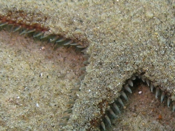 Astropecten spinulosus (Philippi, 1837)